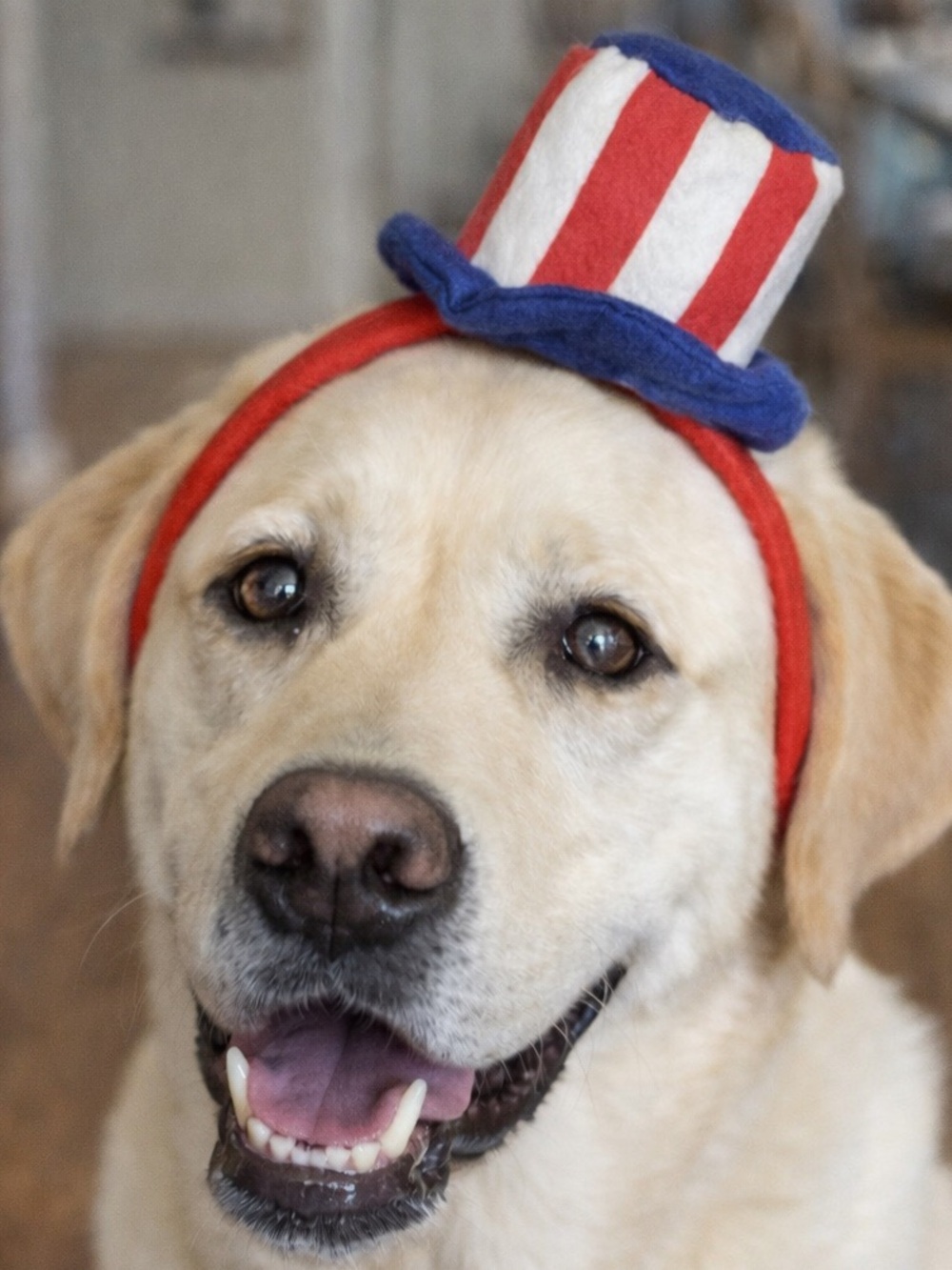 Uncle Sam Dog Hat Headband Patriotic Red White Blue Pet Costume USA